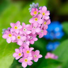 Forget Me Nots Seeds - 200 Non-GMO Perennial Flower Seeds for Ground Cover - Myosotis spp. - Rose Color