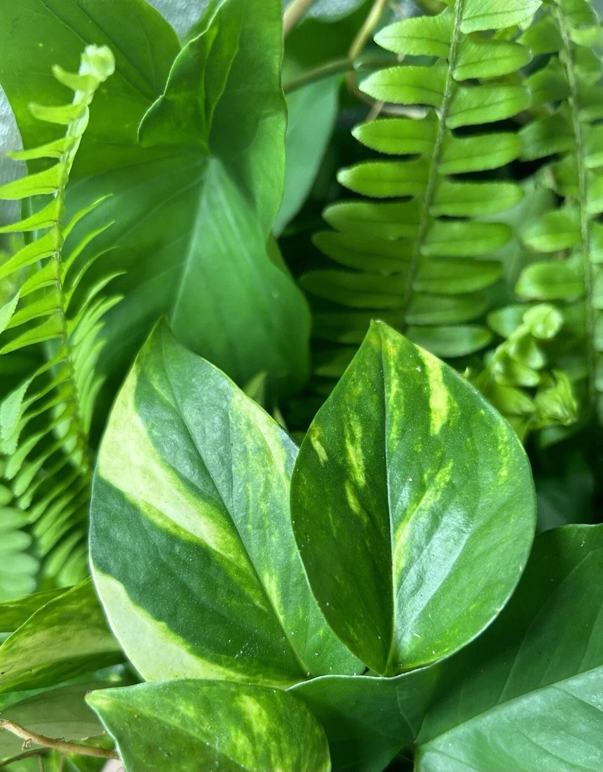 Rooted Tropical Plant Cuttings - Ferns, Pothos, Arrowhead Vine - Indoor Houseplants for Easy Care