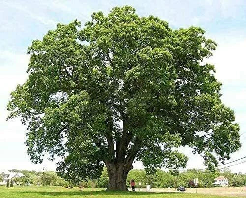 Black Willow Tree Cuttings - 6 Pieces - Salix nigra Fast-Growing Shade Tree