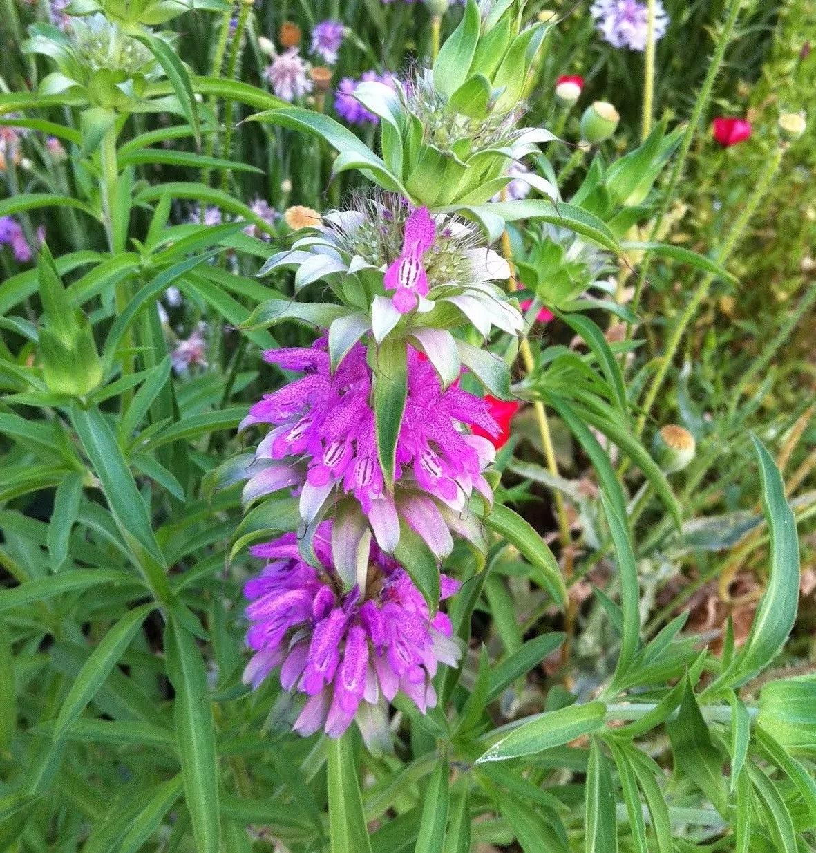 Lemon Mint Seeds, Non-GMO, Monarda citriodora, Lemon Horsemint, Herb Garden Seeds, Aromatic Culinary Herb