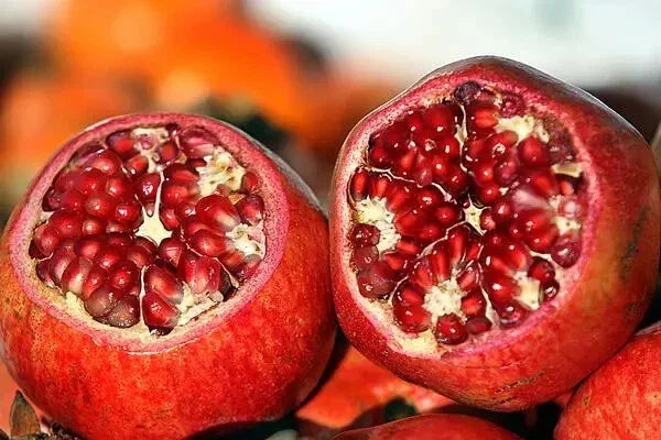 Pomegranate Tree Live Plant Cutting – Parfianka Variety, 13-20 Inches Tall, Punica granatum for Garden & Landscaping