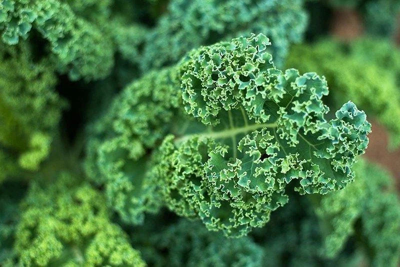 Dwarf Blue Curled Scotch Kale Seeds - Organic, Non-GMO, Blue Vates, Brassica oleracea var. sabellica, Vegetable Gardening
