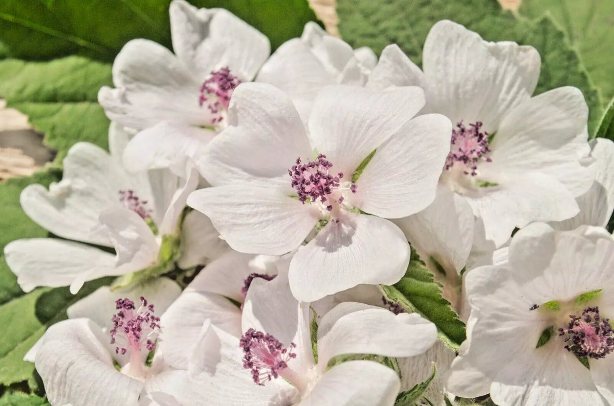 True Marshmallow Seeds - 50 Count - Althaea officinalis - Light Pink Flowers
