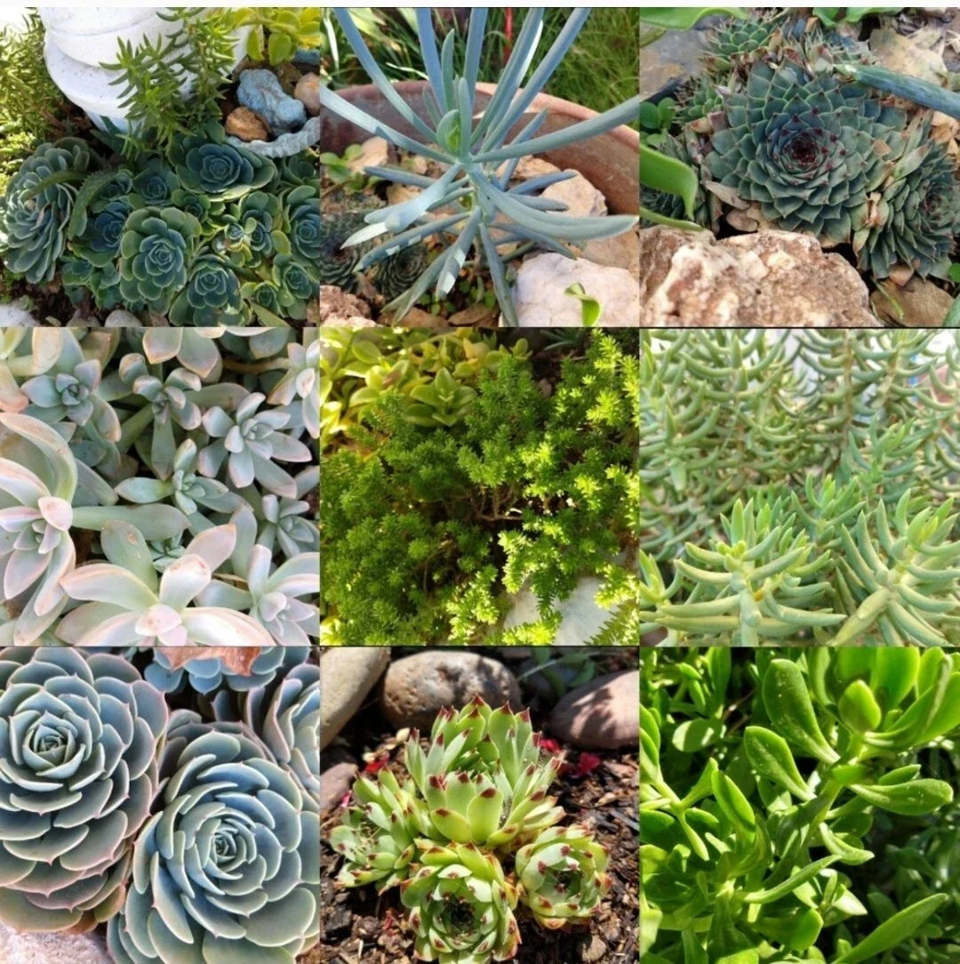Assorted Succulent Cuttings 50-Piece Live Unrooted Starter Plants for DIY Arrangements & Gardens