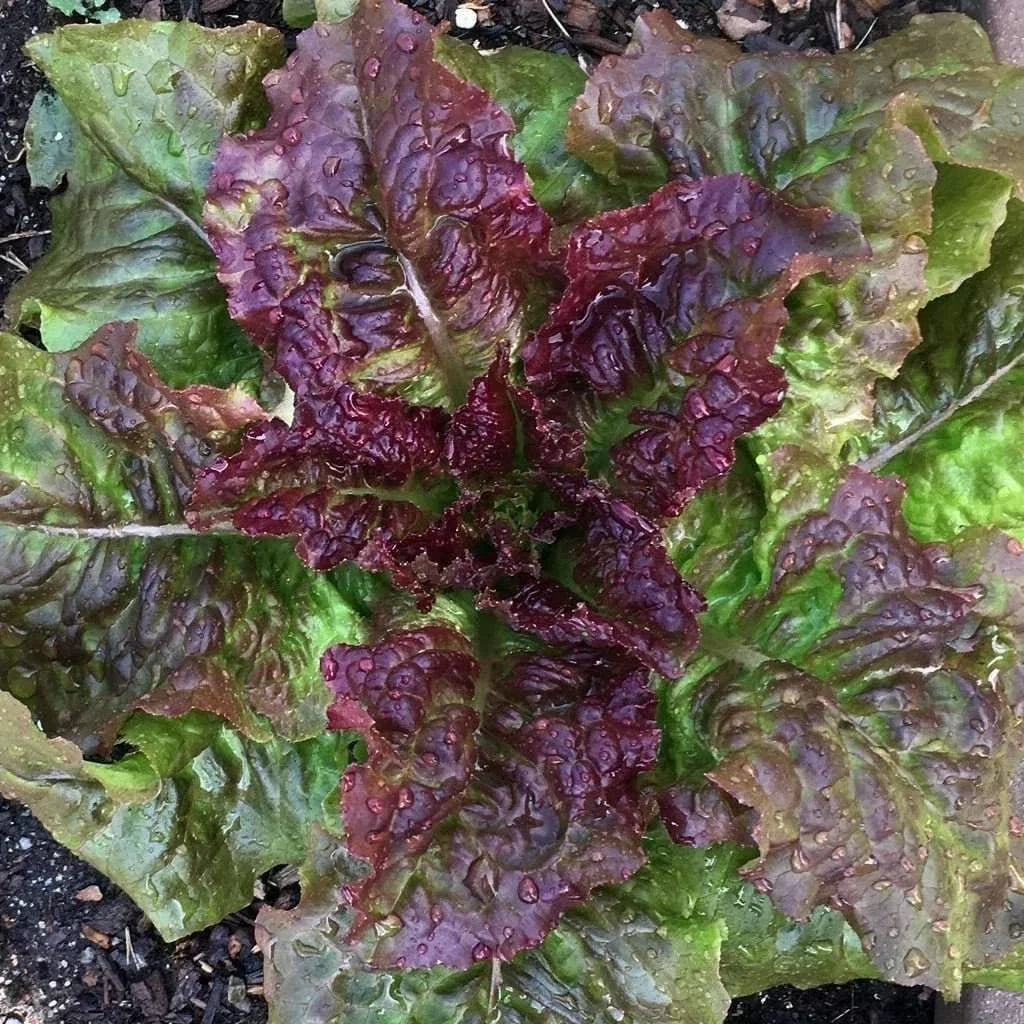 Prizehead Lettuce Seeds – Non-GMO Vegetable Seeds for Salad, Lactuca sativa, 600+ Seeds, Full Sun, Home Garden