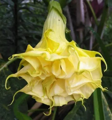 Triple Yellow Angel Trumpet Seeds - Brugmansia spp. - Fragrant, Vibrant Trumpet Flowers for Garden Planting, 10 Seeds
