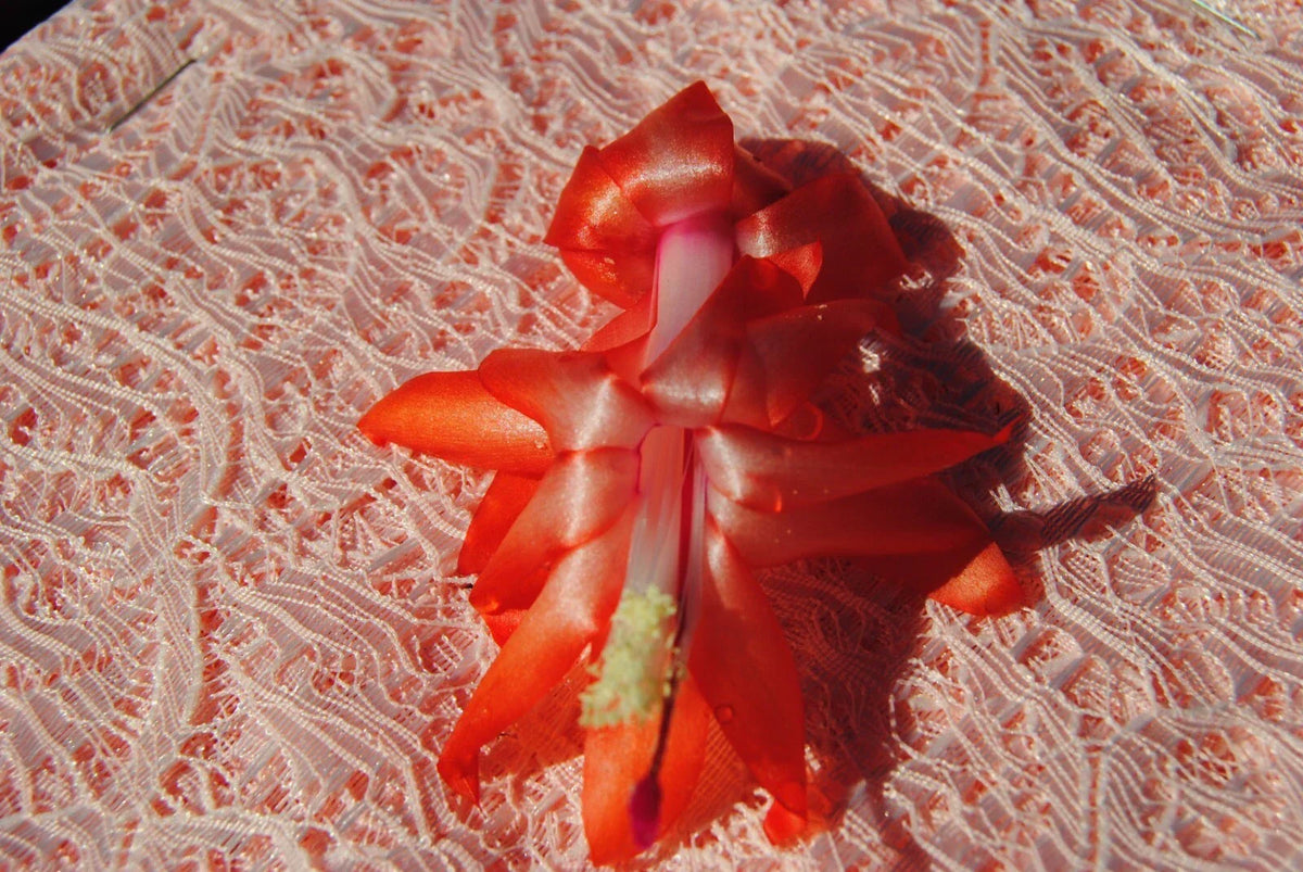 Christmas Cactus Starter Plant Peach Party - Schlumbergera Truncata Indoor Plant