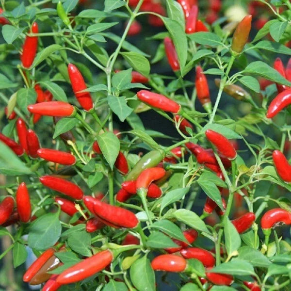 Pequin Chili Pepper Seeds 50+ Non-GMO Capsicum annuum Fiery Bird Pepper for Cooking & Gardening