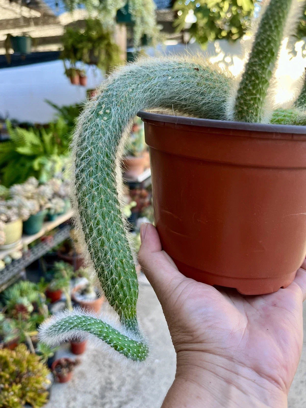 Monkey Tail Cactus Cuttings - 3 Bare Root Cleistocactus colademononis Trailing Cactus Variety for Indoor & Outdoor Gardening