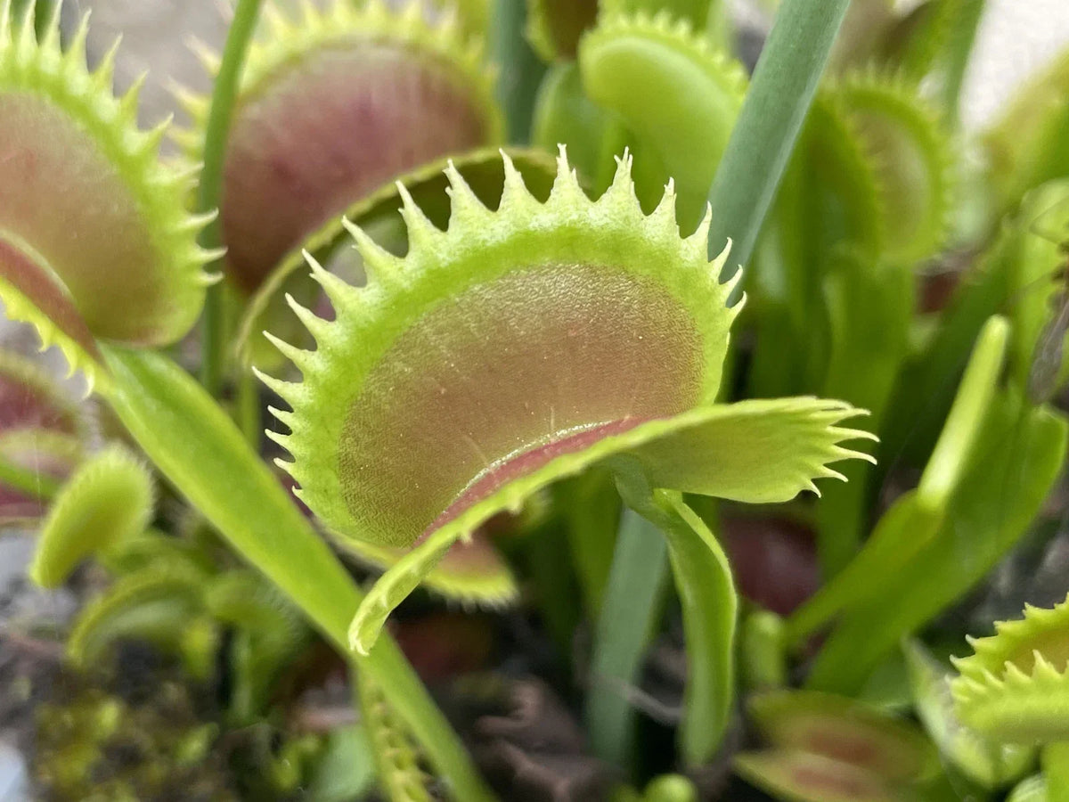 Venus Flytrap Seeds 100 Pack Dionaea muscipula Carnivorous Plant Seeds for Indoor Outdoor Cultivation