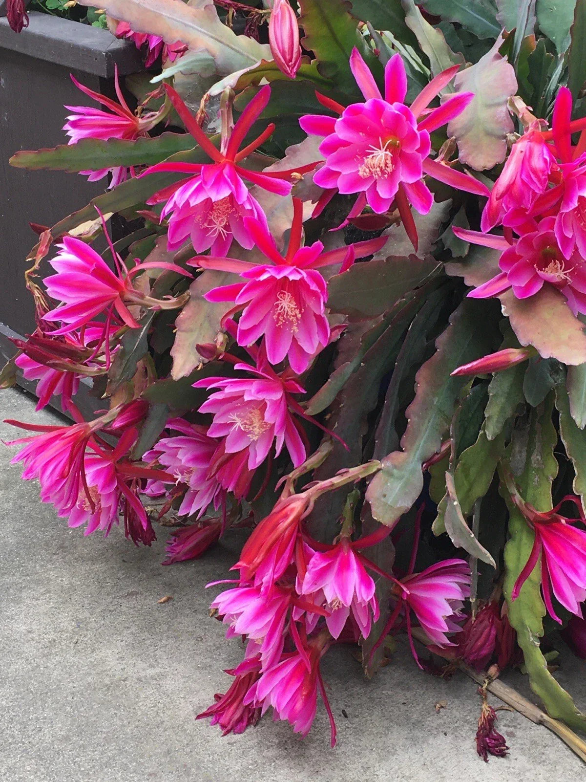 Pink Epiphyllum Orchid Cactus Cuttings - 6-10 Inch Succulent Plant Propagation - Epiphyllum oxypetalum