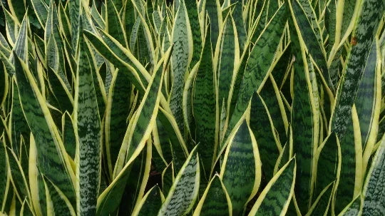 Sansevieria Dracaena Snake Plant - Rooted Indoor Air Purifying Mother-in-Law's Tongue - Compact, Low Maintenance Houseplant
