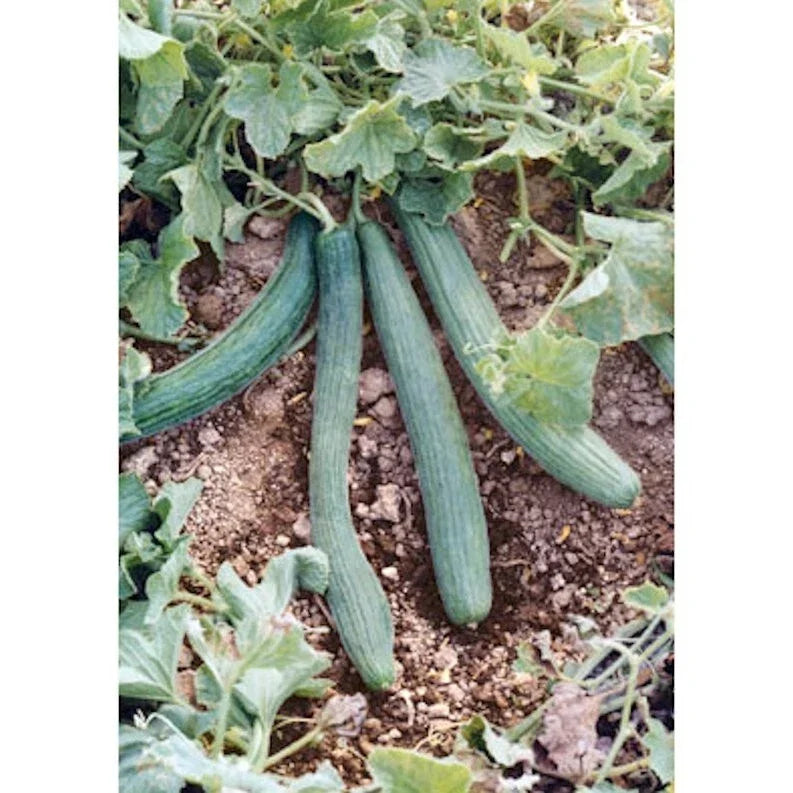 Italian Cucumber Seeds - Tortarello Verde Scuro Non-GMO Organic Pack of 30 Cucumis sativus