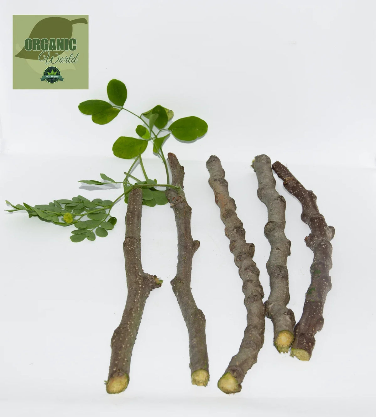Organic Moringa oleifera Cuttings - 5 Pack for Home Garden, Landscaping, Florida Grown, Fast-Growing, Drought-Resistant