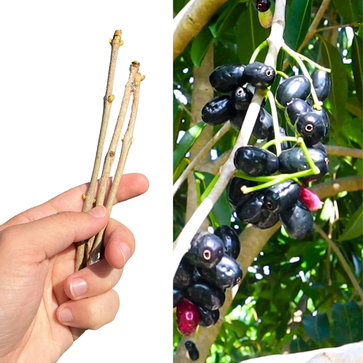 Jamun Cutting Scion 5x - Fresh Java Plum Duhat Cây Trâm Syzygium cumini Plant Propagation