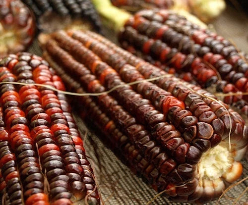 Heirloom Bloody Butcher Corn Seeds – 12 Seeds Zea Mays Everta – Red Kernel Corn for Gardening & Cooking