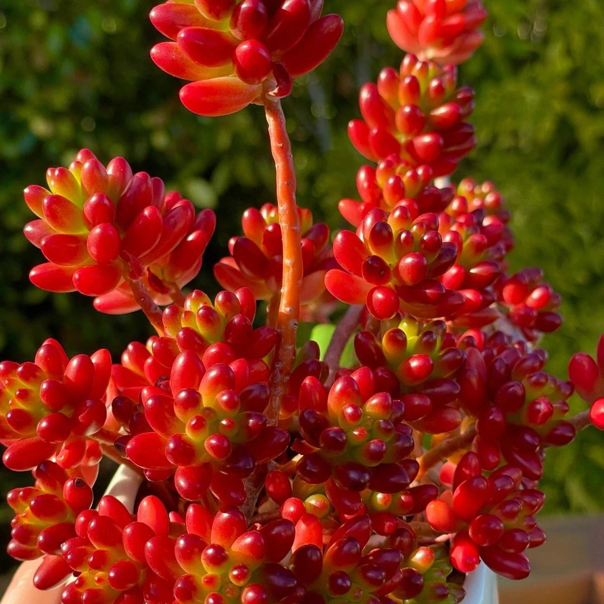 Sedum Rubrotinctum Jelly Bean Cutting - Rare Live Succulent Unrooted Plant for Indoor & Outdoor Gardens