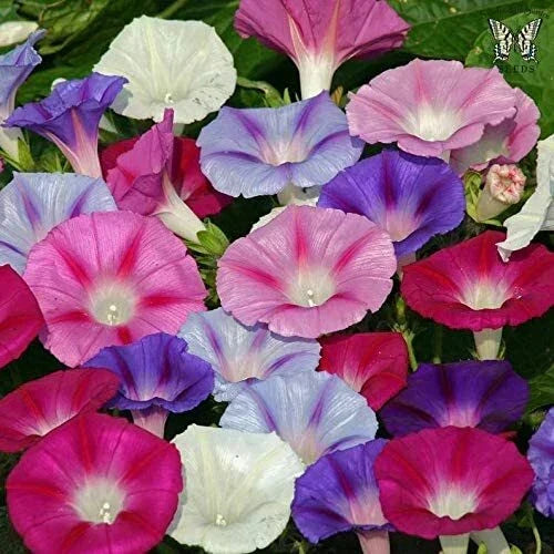Mixed Color Tall Morning Glory Seeds - 150 Ipomoea purpurea Climbing Vine Seeds