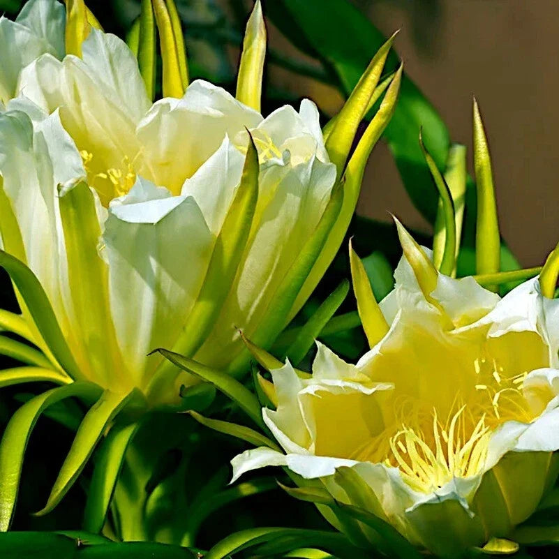 White Dragon Fruit Seeds - H. Undatus - Cactus Vine for Tropical Fruit Gardening - Pink Skin, White Flesh