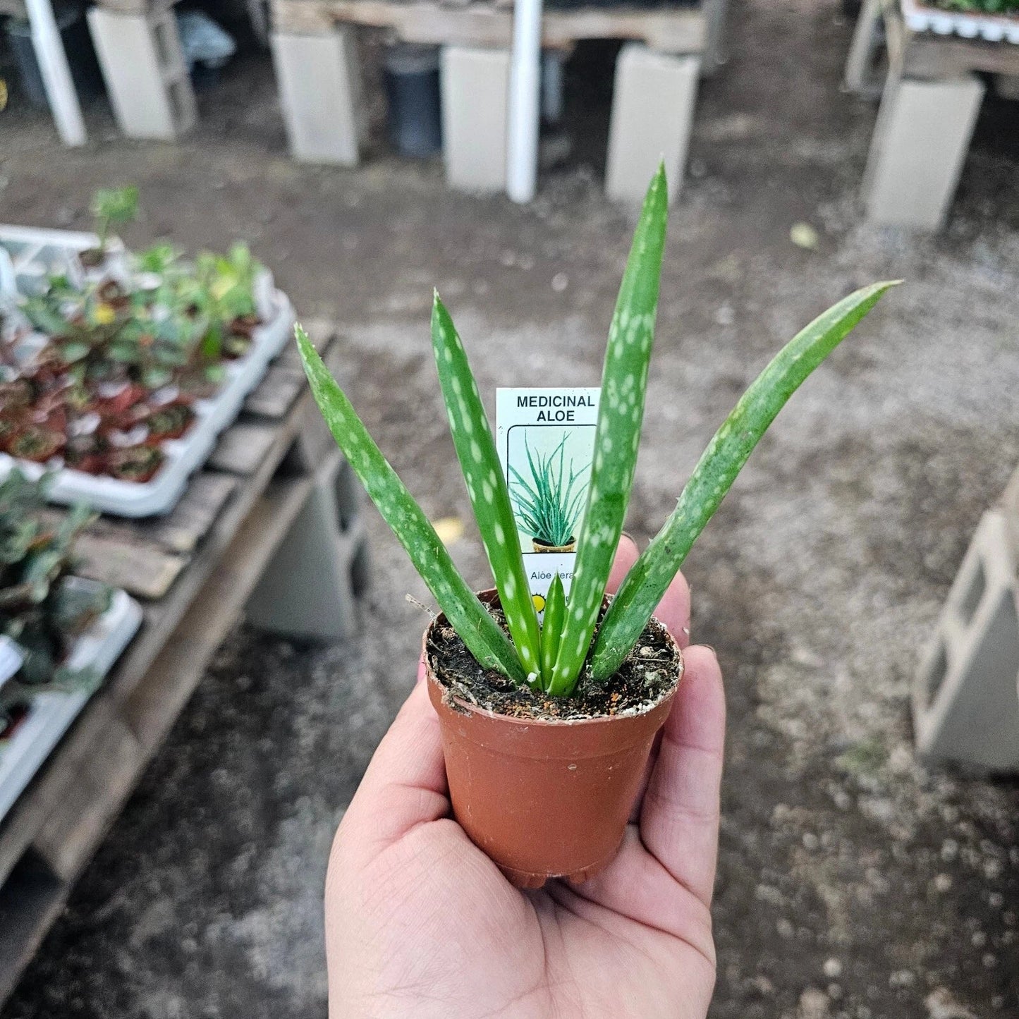 Aloe Vera Live Plant - 2-Inch Succulent Aloe Barbadensis - Indoor Drought-Tolerant Houseplant