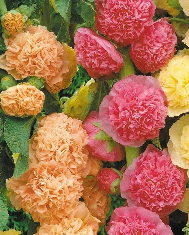 Hollyhock Seeds 25 Pack - Alcea rosea 'Chater's Double Mix' Perennial Flowers