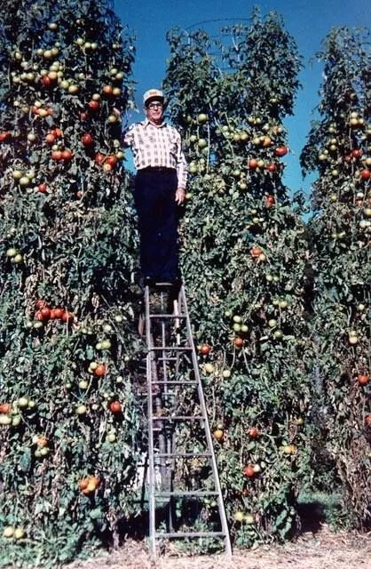 Trip L Crop Tomato Seeds - 120+ Rare Tomato Tree (Solanum lycopersicum) Seeds for Large Vines & Huge Fruits