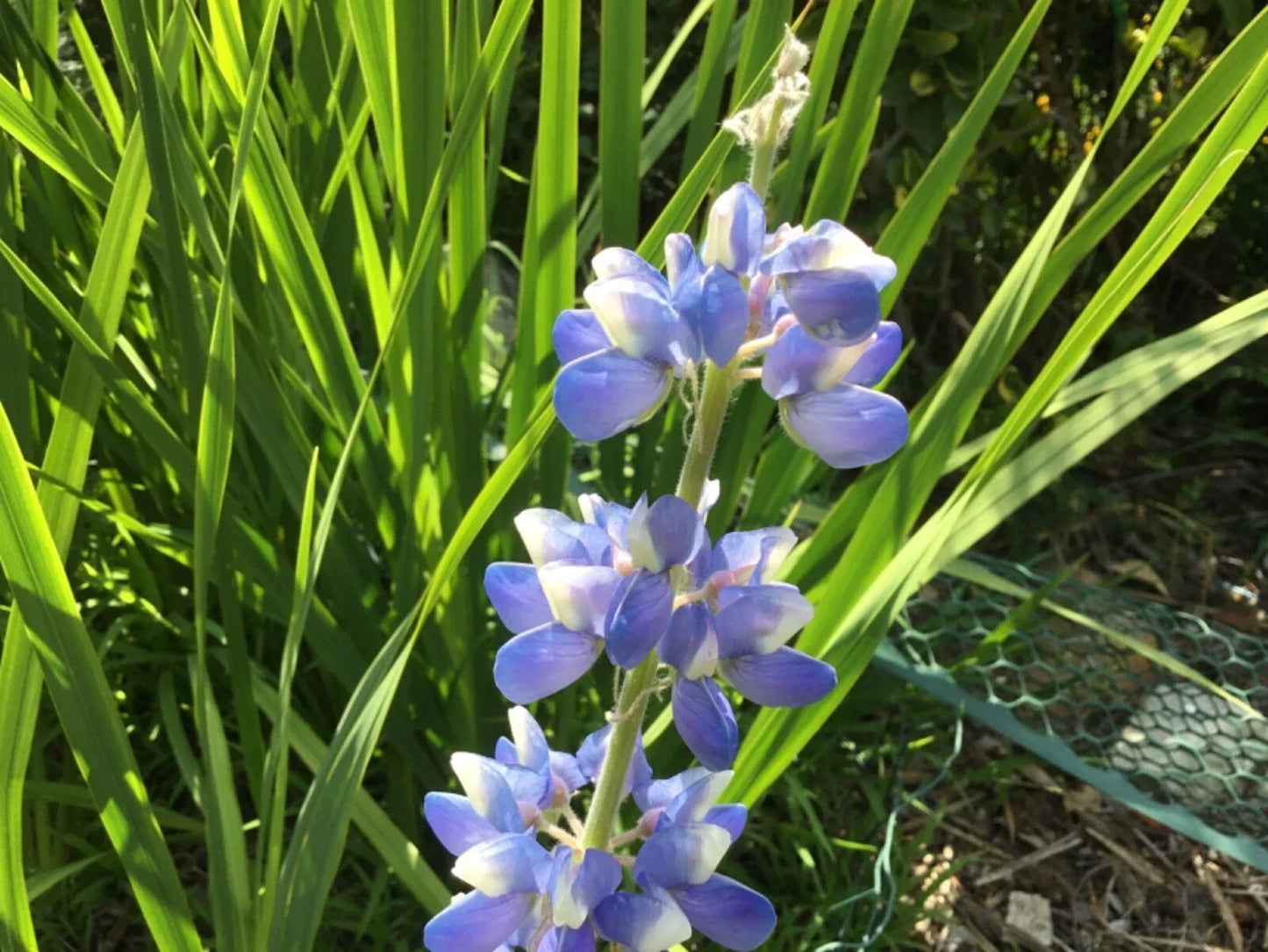 Lupine Seeds Sky Blue Variety - Lupinus polyphyllus - Perennial Flower for Borders & Gardens