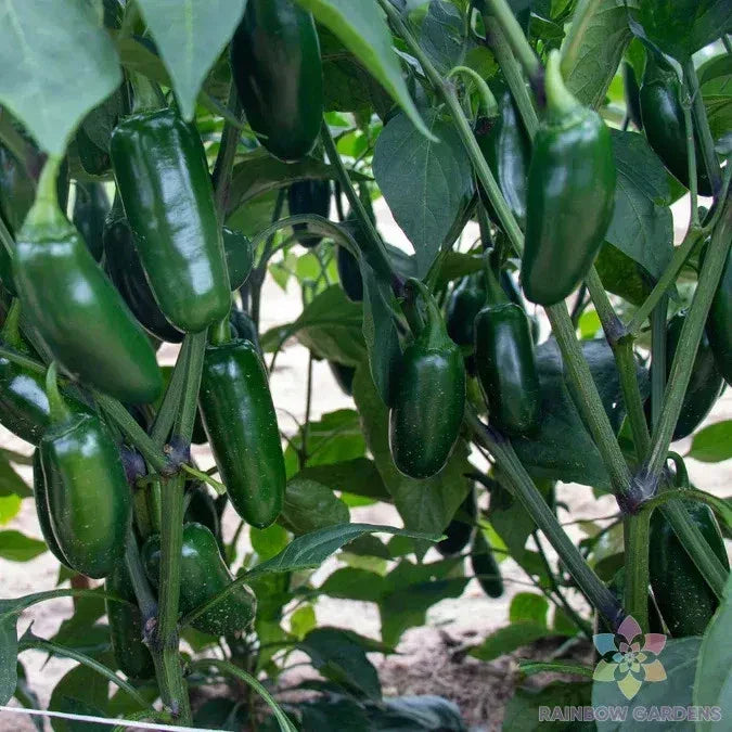 Capitan F1 Hot Pepper Seeds - 25+ Non-GMO Capsicum annuum Seeds for Garden