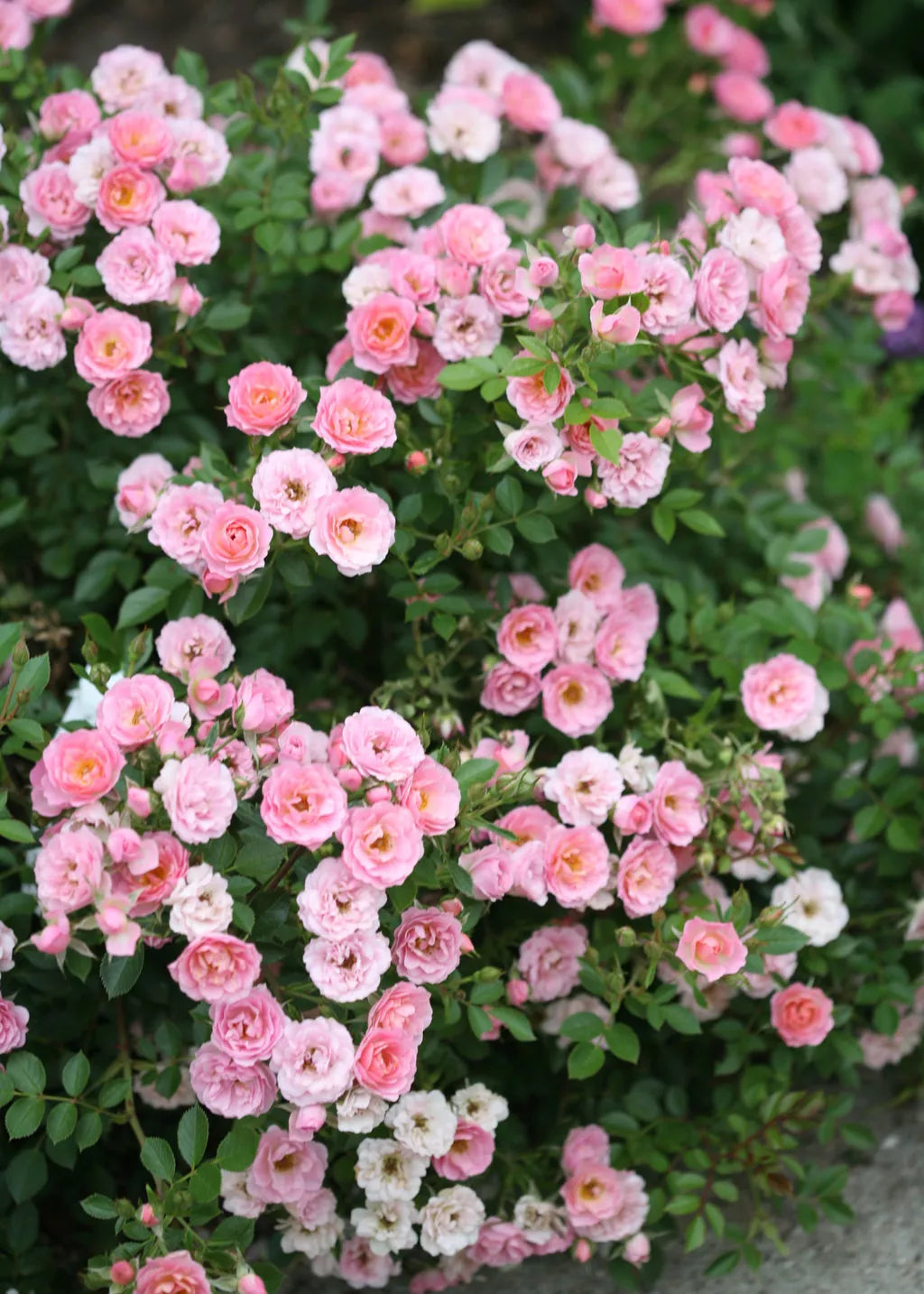 Organic Live Miniature Rose Cuttings - Pink Variety - Rosa spp. - Compact, Bushy, Indoor & Garden Plant