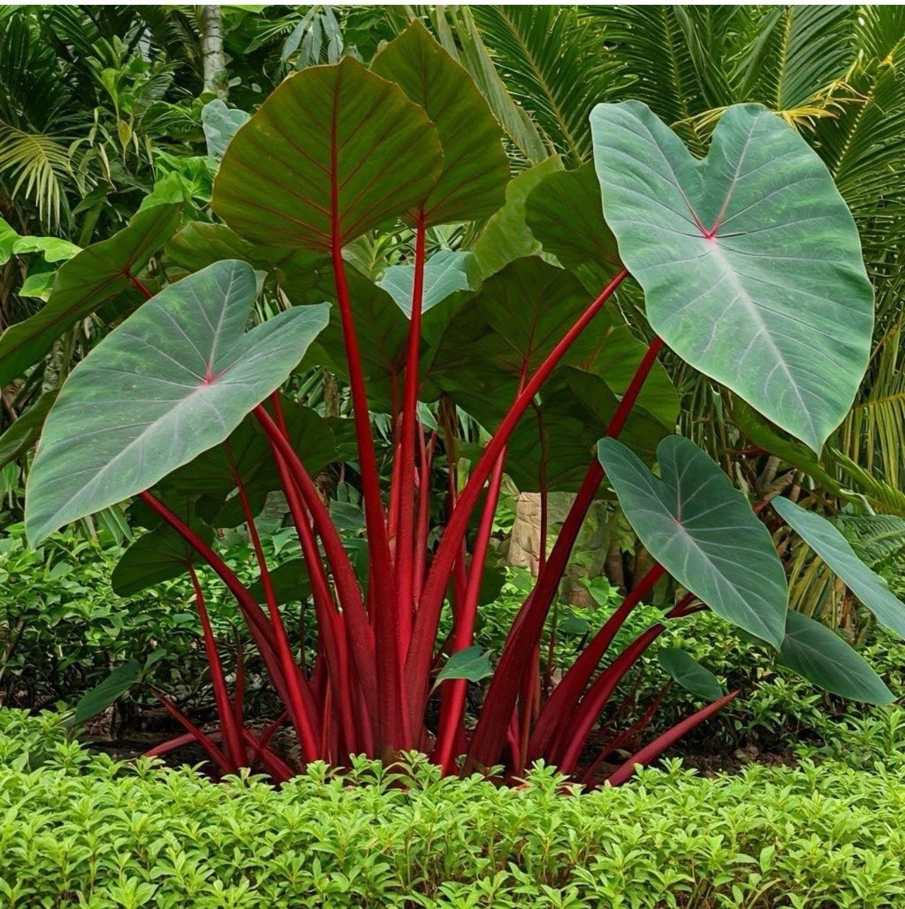 Hawaiian Punch Elephant Ear Plant - Small Rooted Starter - Colocasia esculenta - Tropical Houseplant for Indoor & Garden Use