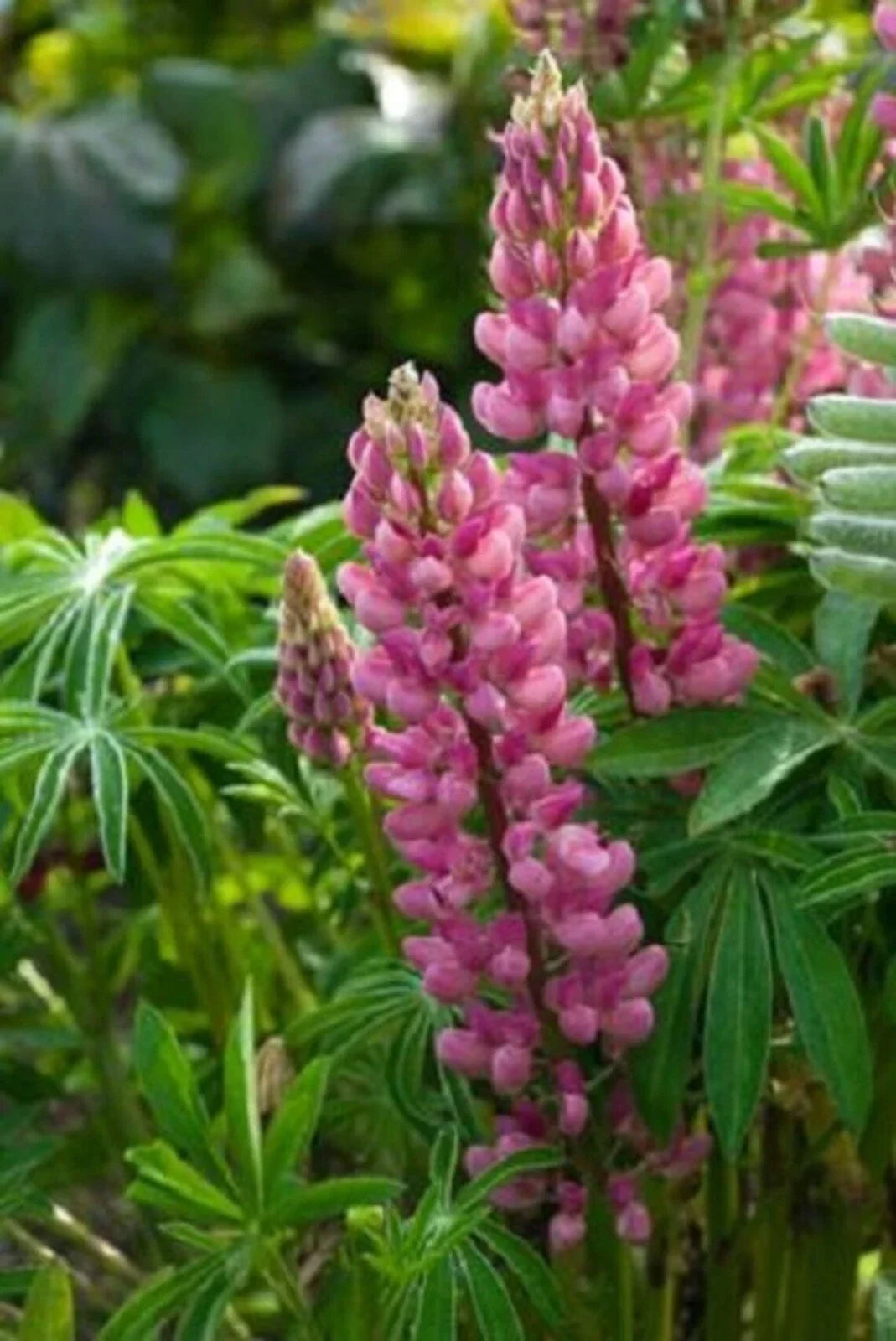 Popsicle Pink Lupine Seeds - Perennial Flower Seeds for Borders & Gardens - Lupinus polyphyllus, Attracts Pollinators, Hardy & Easy to Grow