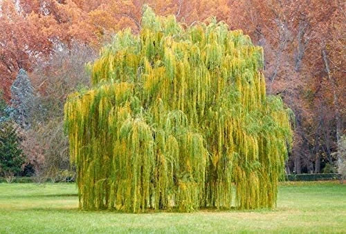 Outdoor STEM Project Kit | Weeping Willow Tree (Salix babylonica) | Educational Gardening Activity for Kids