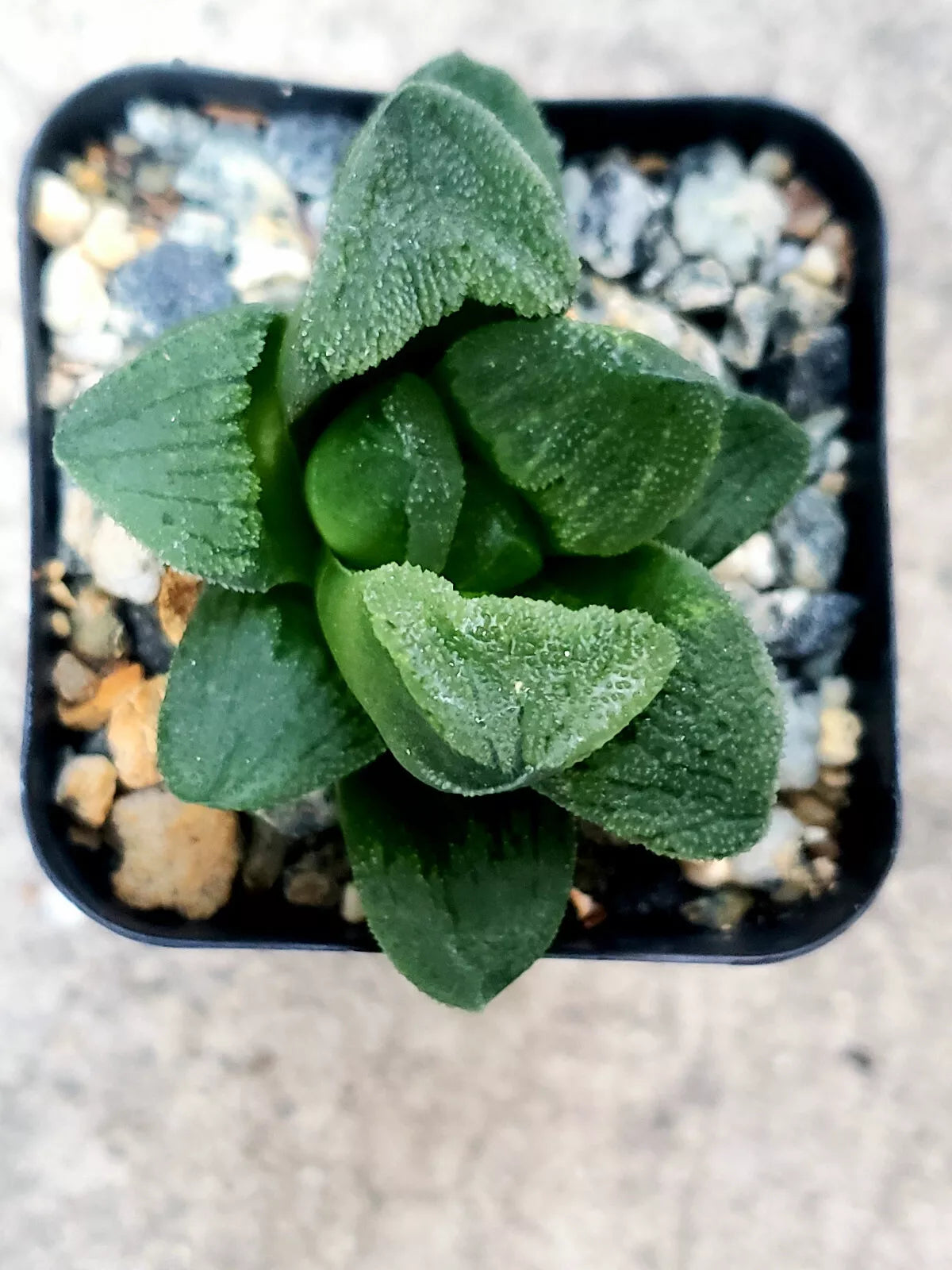 Haworthia Emelyae 'Emerald' 2" Potted Succulent - Rare Korean Hybrid, Indoor Plant, Low Maintenance