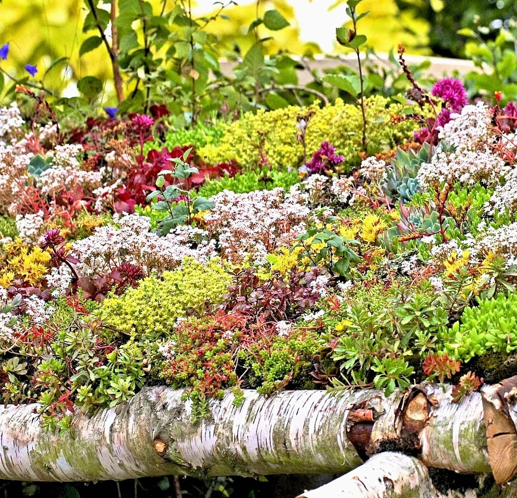 200 Sedum Seeds Autumn Mix - Succulent Ground Cover Stonecrop (Sedum spp.)
