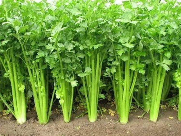 Chinese Celery Seeds - 2500 Non-GMO Heirloom Apium graveolens for Home Gardening