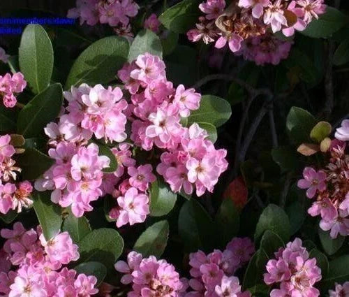 Indian Hawthorne Pink Dancer 6" Live Plant Cuttings Rhaphiolepis Indica Shrub