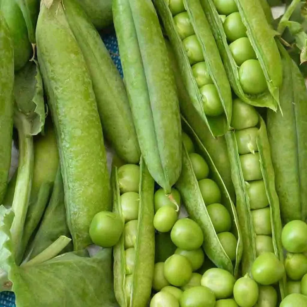 Little Marvel Pea Seeds 25 Pack | Heirloom Non-GMO Pisum sativum Vegetable Seeds for Garden & Container Planting