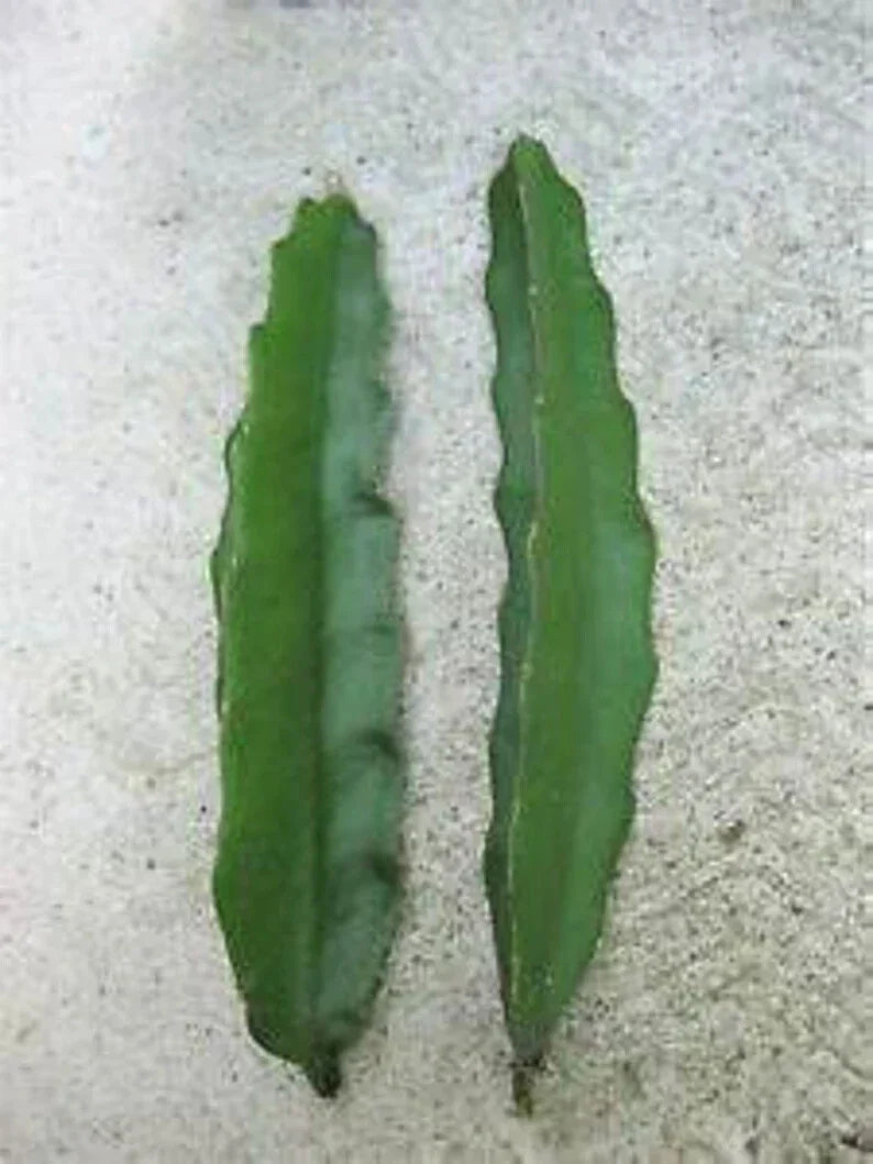 Aussie Gold Dragon Fruit Cuttings - 8-12 Inches Hylocereus undatus, Fresh Isis Gold, Exotic Fruit Plant for Indoor Outdoor Gardening