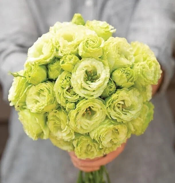 Lisianthus Flower Seeds - 20 Pelleted Clear Green Rosanne 2 Seeds | Eustoma grandiflorum