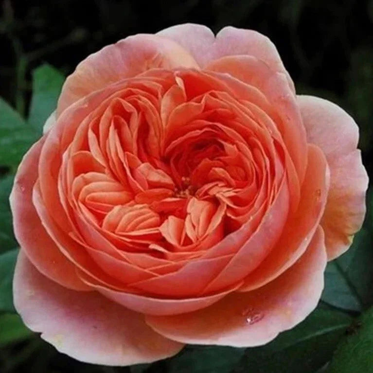 Chippendale Rose Cuttings - 3 Propagation Cuttings for Rooting or Grafting - Rosa 'Chippendale' - Lavender Pink Flower