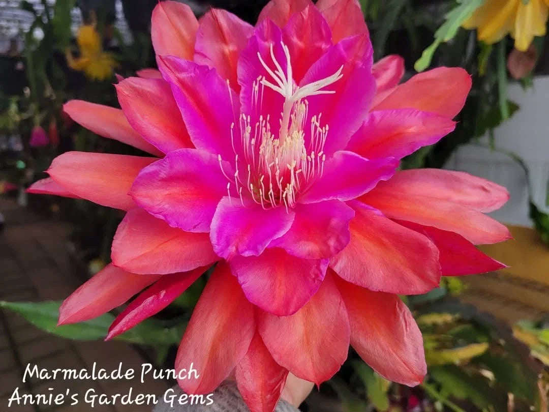 Epiphyllum Cuttings - 8-10 Inches - Marmalade Punch Flowering Cactus - Epiphyllum spp. Unrooted Propagation Material