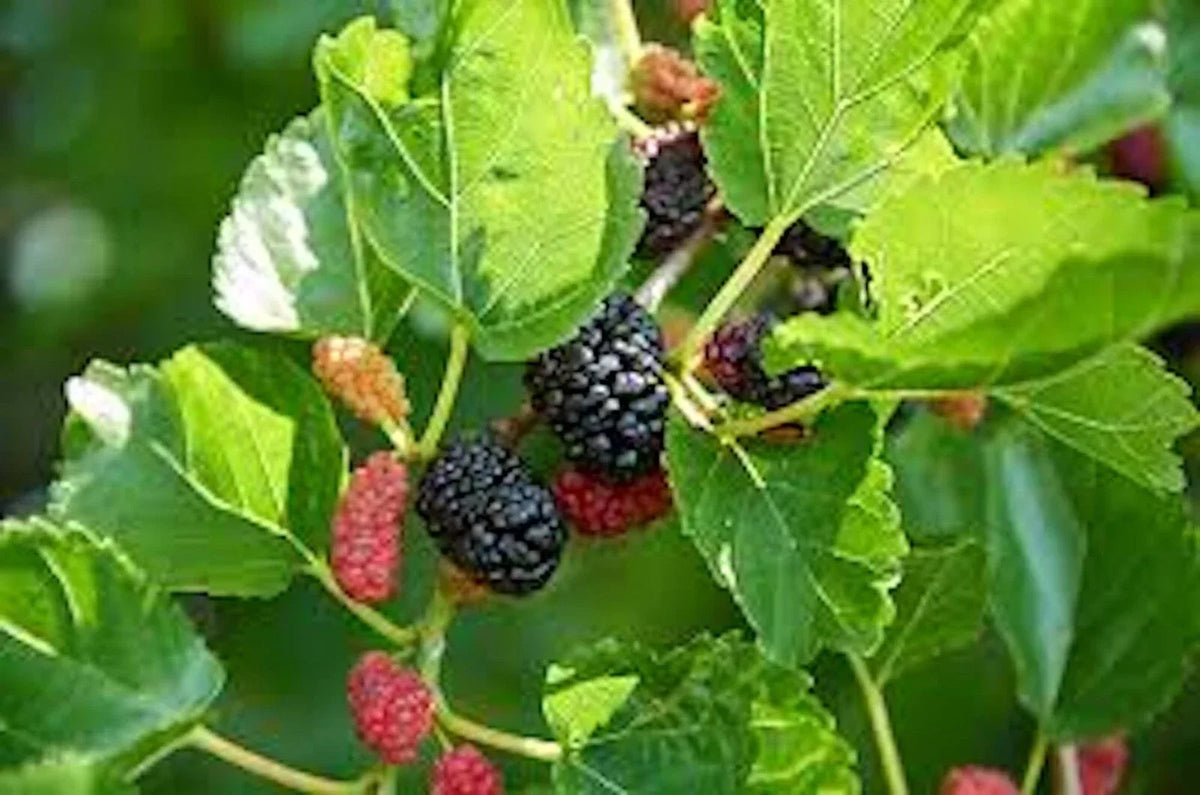 Red Mulberry Tree 12-24in Bare Root Morus rubra for Garden, Edible Landscaping, Fruit Tree