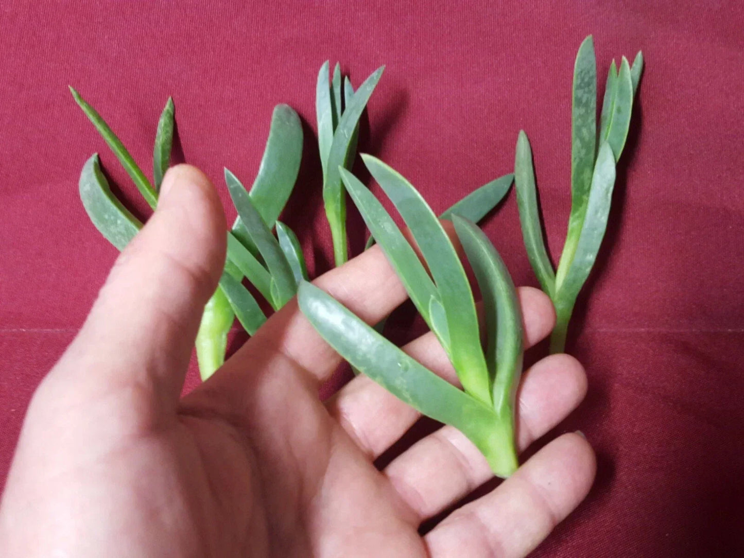 Ice Plant Cuttings 7 x 3-4 Inches Coastal Delosperma Live Succulent Ground Cover