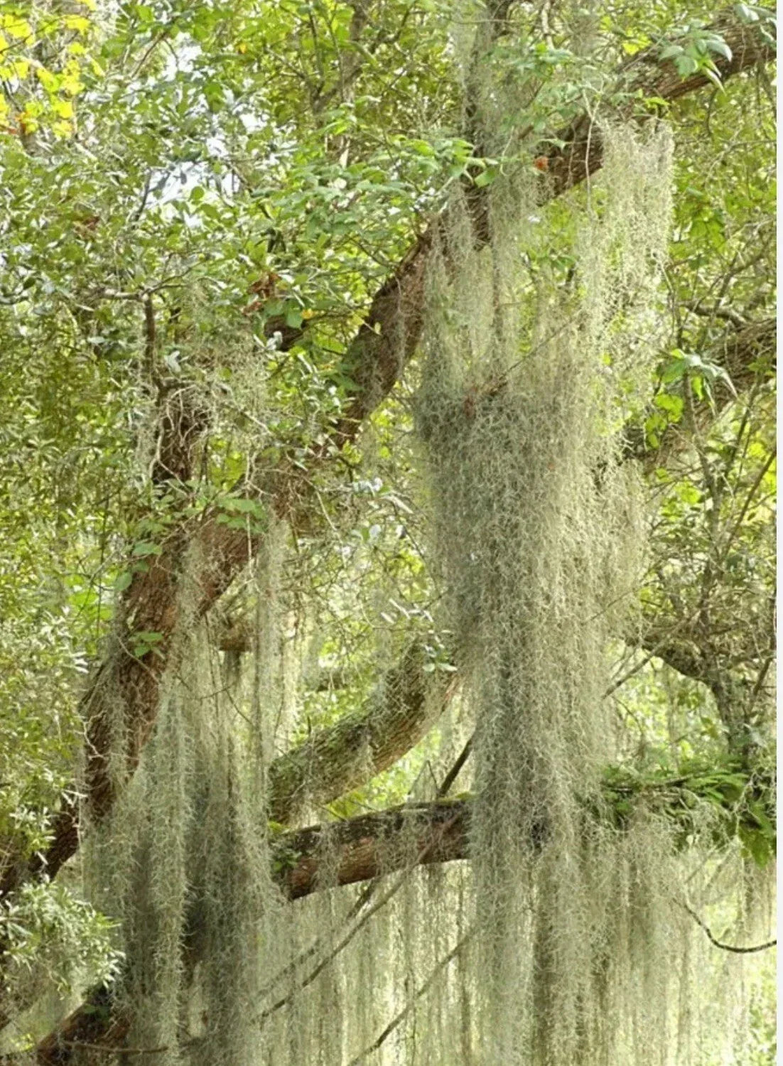 Live Spanish Moss Airplant - 5 Gallon Freshly Picked Tillandsia usneoides for Indoor & Outdoor Decor