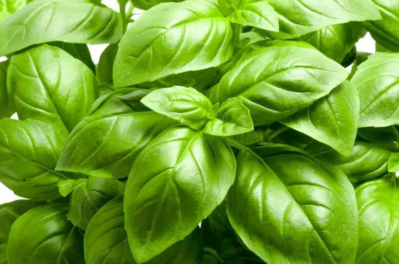 Large Leaf Basil Seeds - Non-GMO Heirloom Herb - Ocimum basilicum - Culinary, Aromatic, Vegetable Garden Seeds