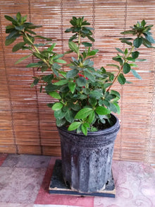 Azalea Live Plant - 4" Pot - Pink Blooms - Rhododendron spp.