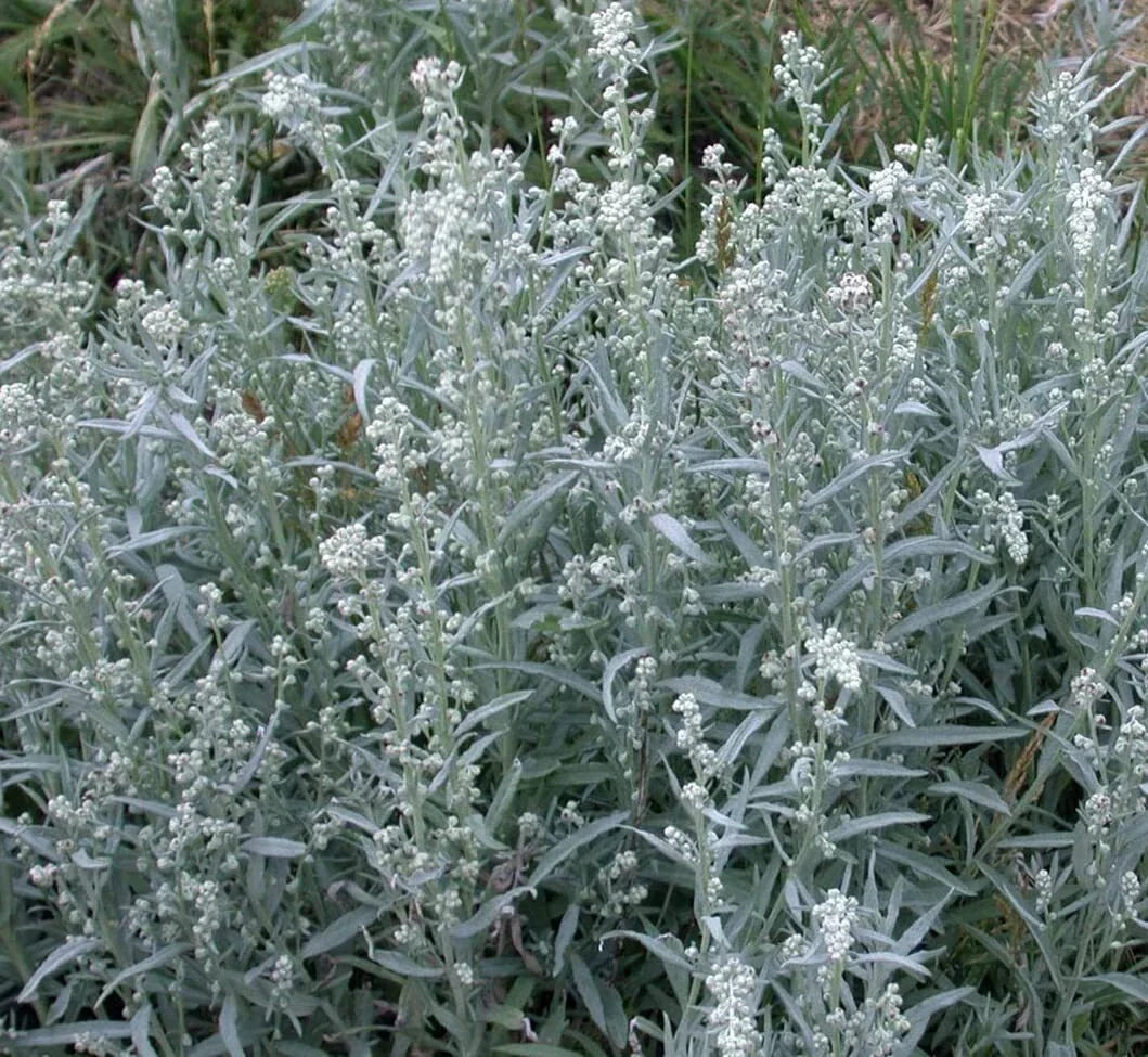 Prairie Sage Seeds - 50 Artemisia ludoviciana Seeds - Drought Resistant Perennial Herb
