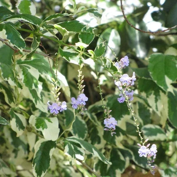 Duranta Repens Variegated Sky Flower Shrub - 6 Cuttings, Variegated Foliage, Blue Flowers, Bush Plant