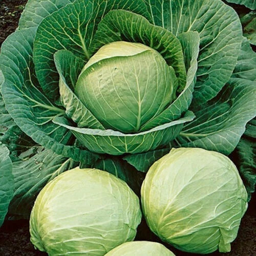 500+ Cabbage Seeds - Early Round Dutch Heirloom Non-GMO Brassica oleracea var. capitata