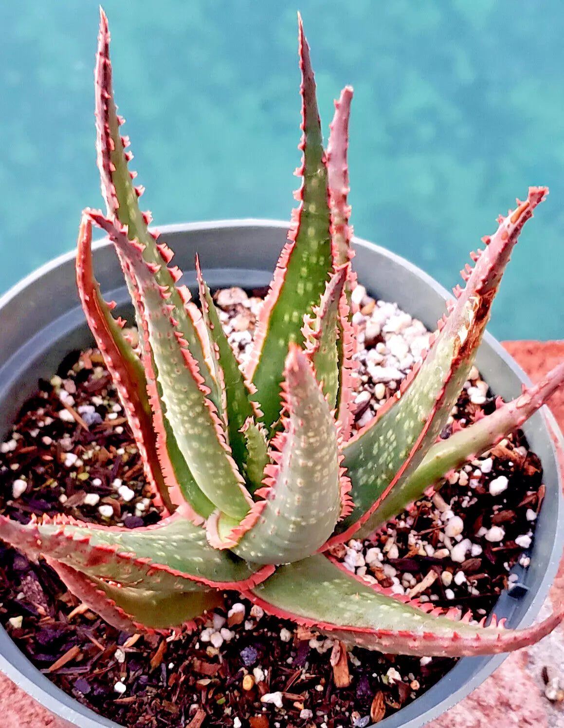 Aloe 'Krakatoa' Potted Plant – 6-Inch Succulent Houseplant with Red and Green Foliage